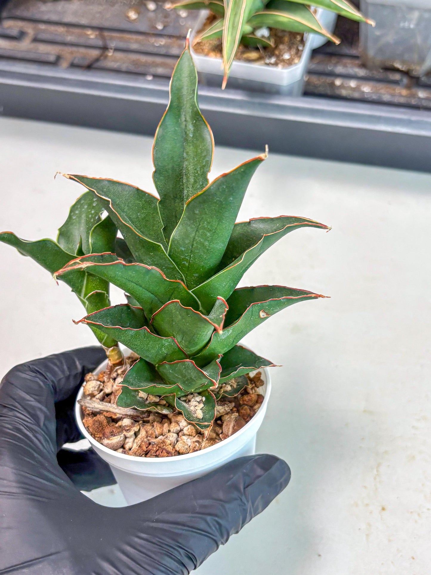 Sansevieria Marlena (Ha5) (11) | Imported Plants