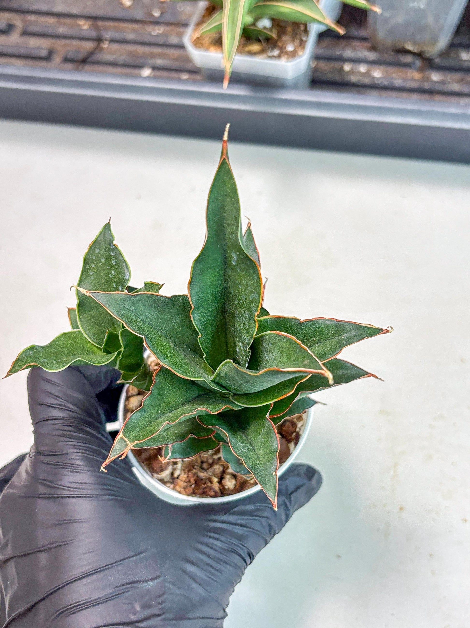 Sansevieria Marlena (Ha5) (11) | Imported Plants