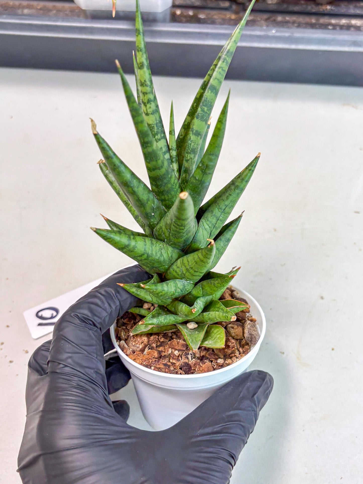 Sansevieria Tesya (Ha5) (10) | Imported