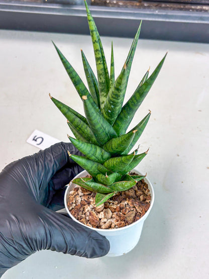 Sansevieria Tesya (Ha5) (5) | Imported