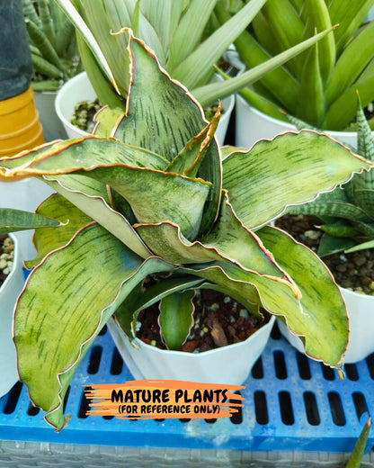Sansevieria As Silk (ca1) (2) | Rare House Plant