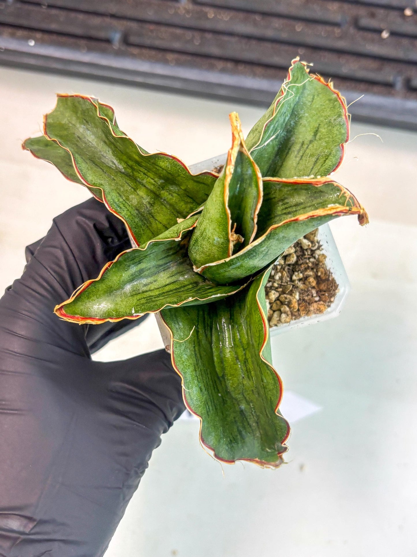 Sansevieria As Silk (ca1) (2) | Rare House Plant