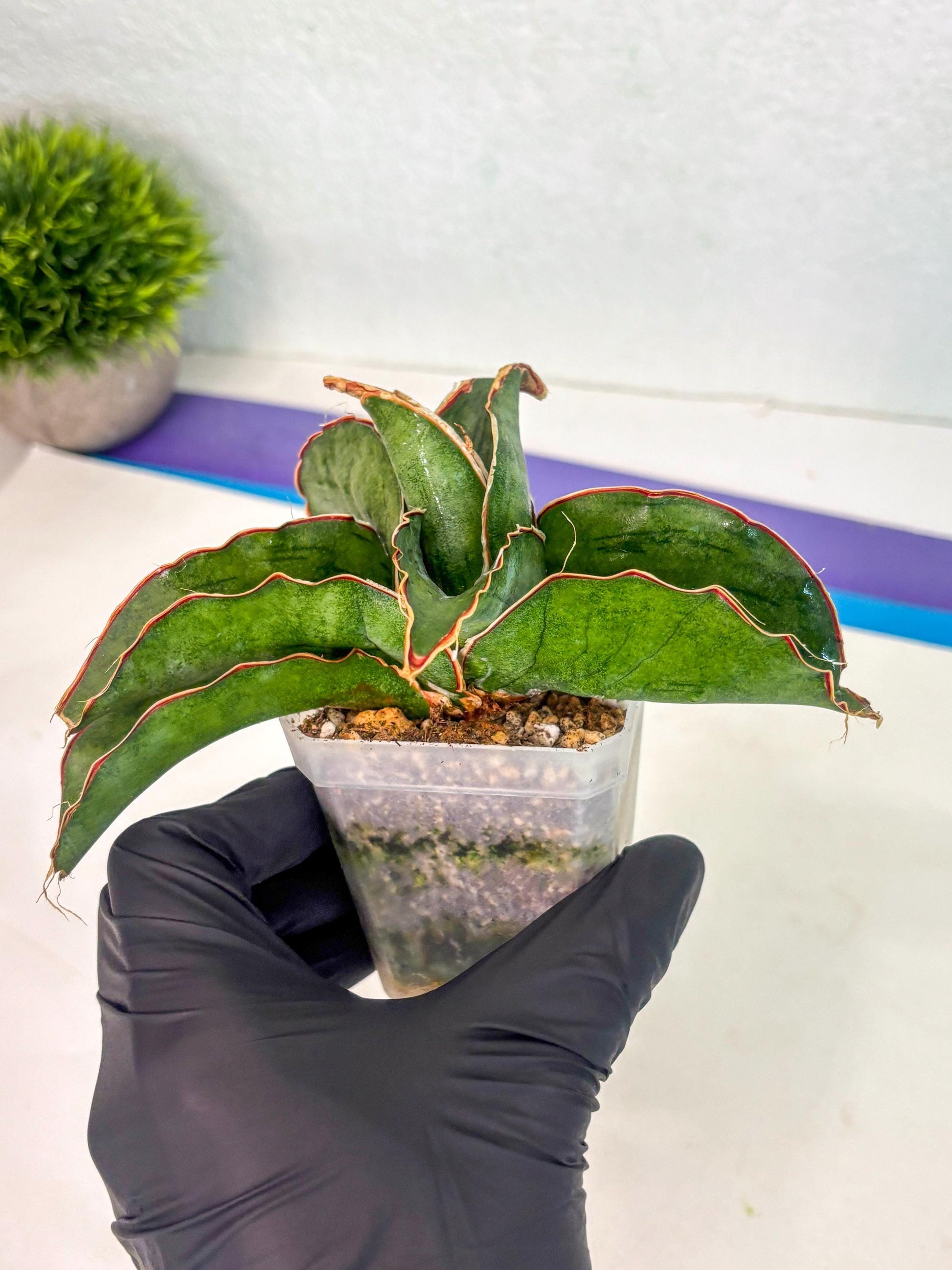 Sansevieria As Silk (ca1) (2) | Rare House Plant