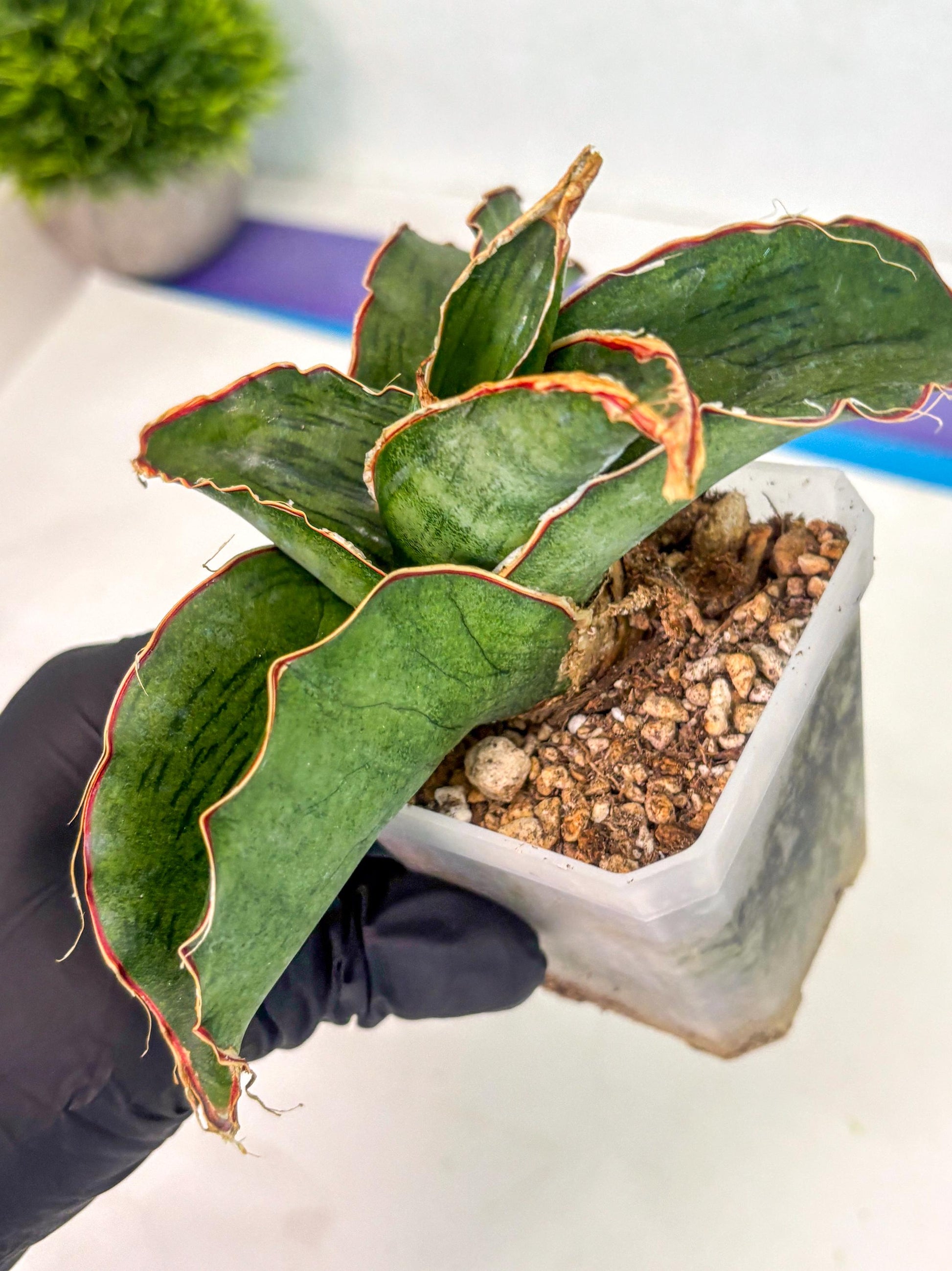 Sansevieria As Silk (ca1) (2) | Rare House Plant
