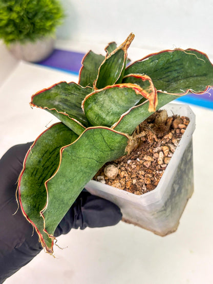 Sansevieria As Silk (ca1) (2) | Rare House Plant
