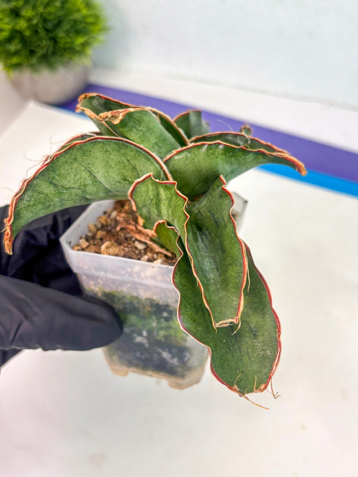 Sansevieria As Silk (ca1) (2) | Rare House Plant