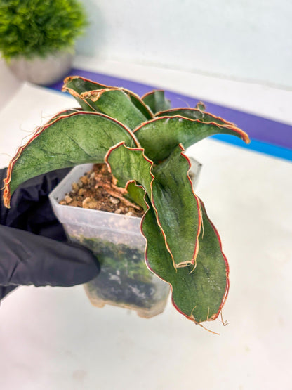 Sansevieria As Silk (ca1) (2) | Rare House Plant