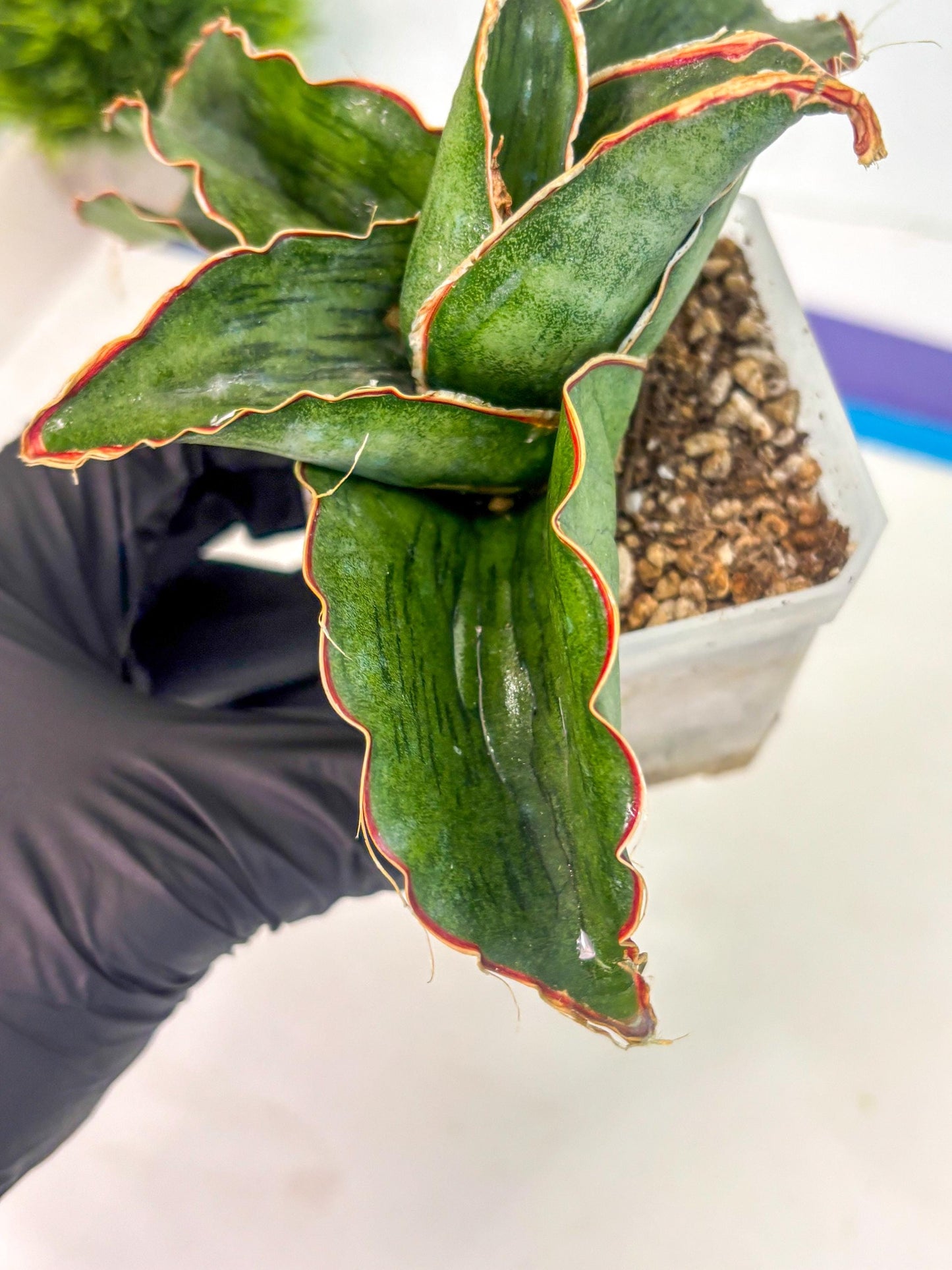 Sansevieria As Silk (ca1) (2) | Rare House Plant