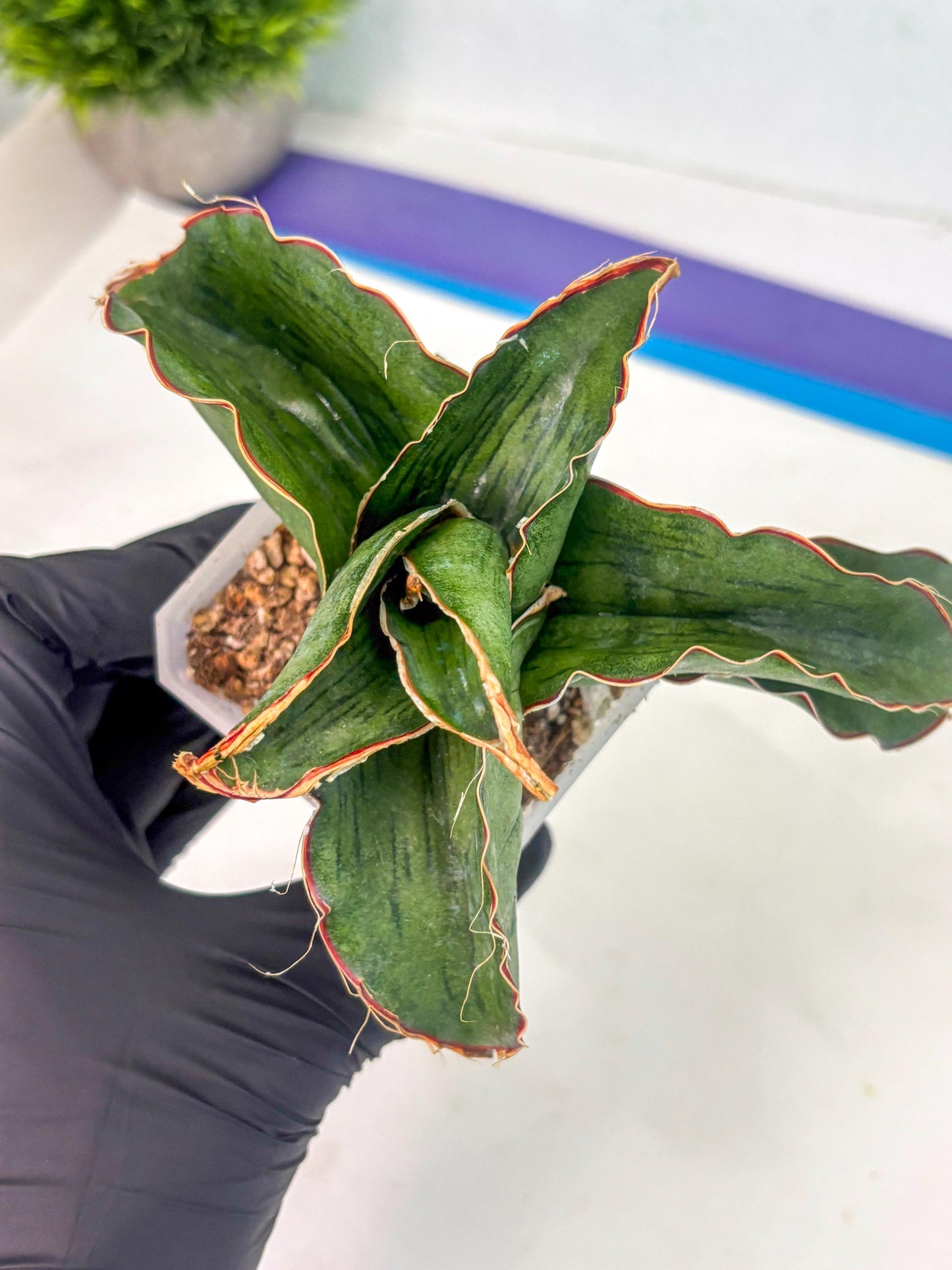 Sansevieria As Silk (ca1) (2) | Rare House Plant