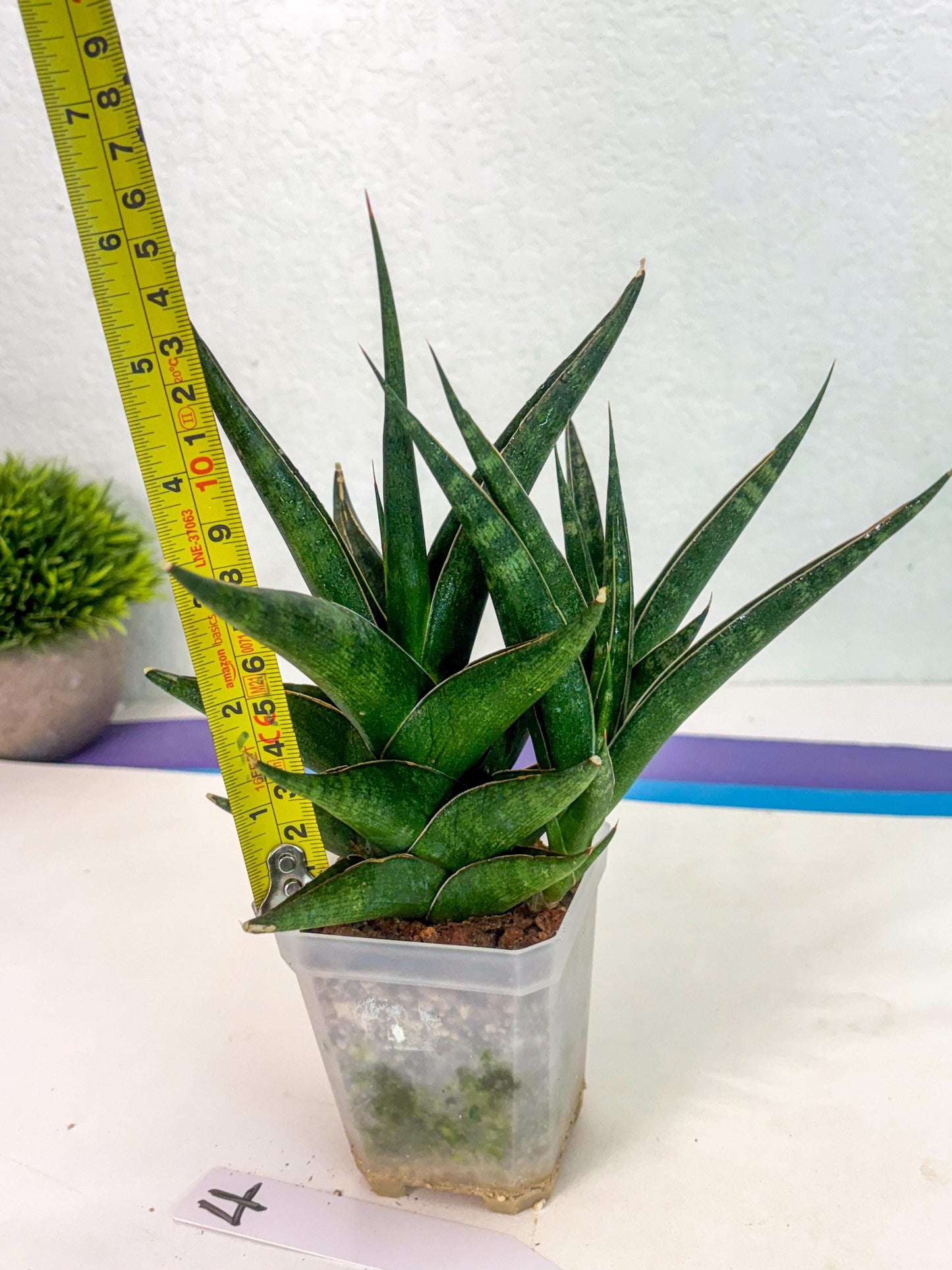 Sansevieria Prabu (ca1) (4) | Rare Snake Plant