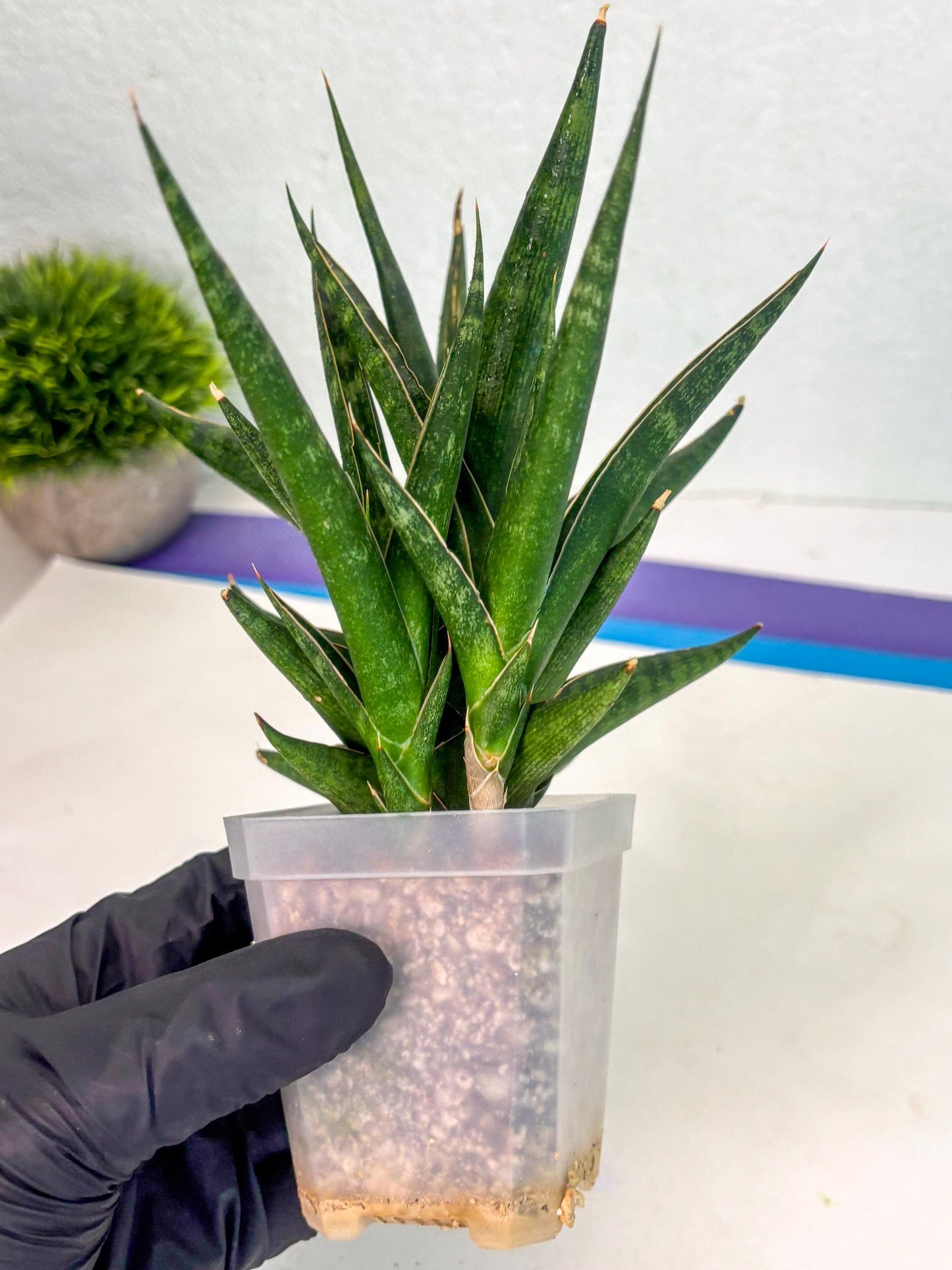 Sansevieria Prabu (ca1) (4) | Rare Snake Plant