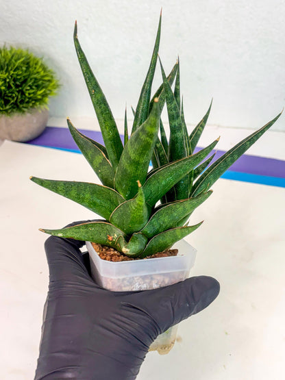 Sansevieria Prabu (ca1) (4) | Rare Snake Plant