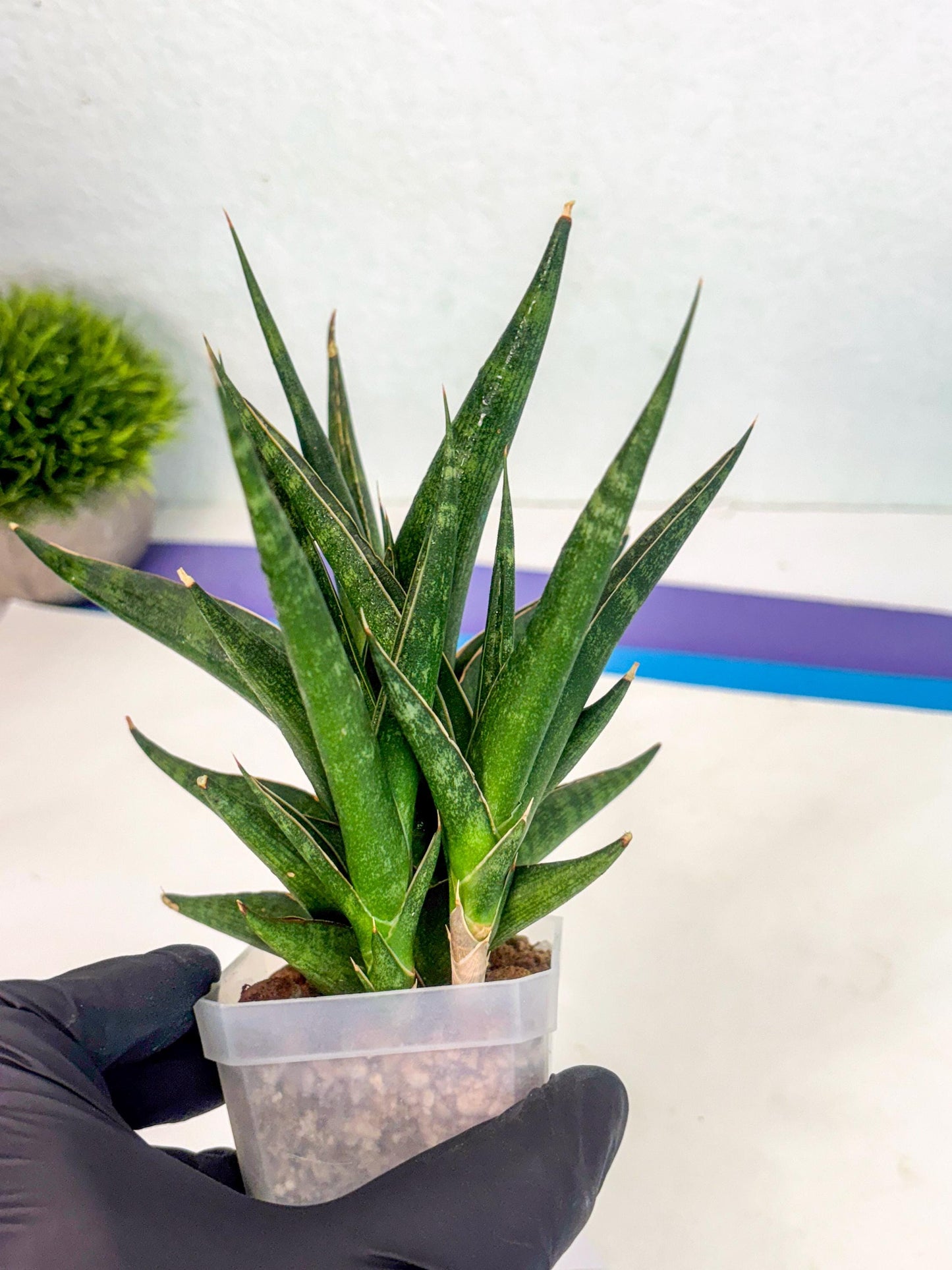 Sansevieria Prabu (ca1) (4) | Rare Snake Plant
