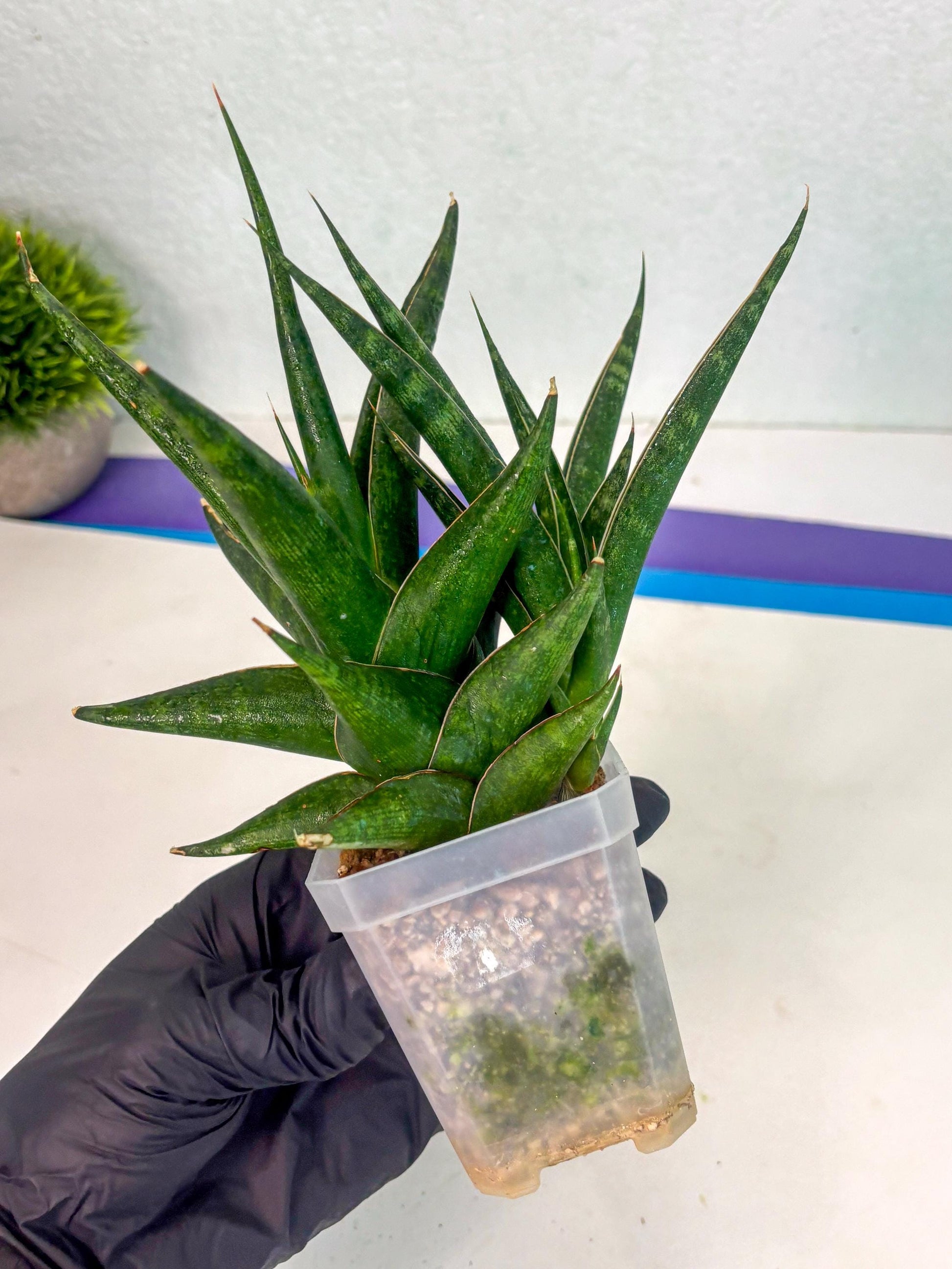 Sansevieria Prabu (ca1) (4) | Rare Snake Plant