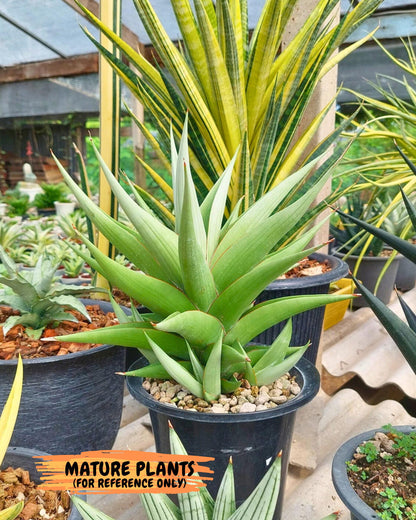 Sansevieria Bai Bid (ca1) (6) | Rare Snake Plant