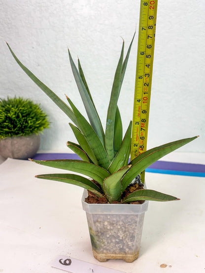 Sansevieria Bai Bid (ca1) (6) | Rare Snake Plant