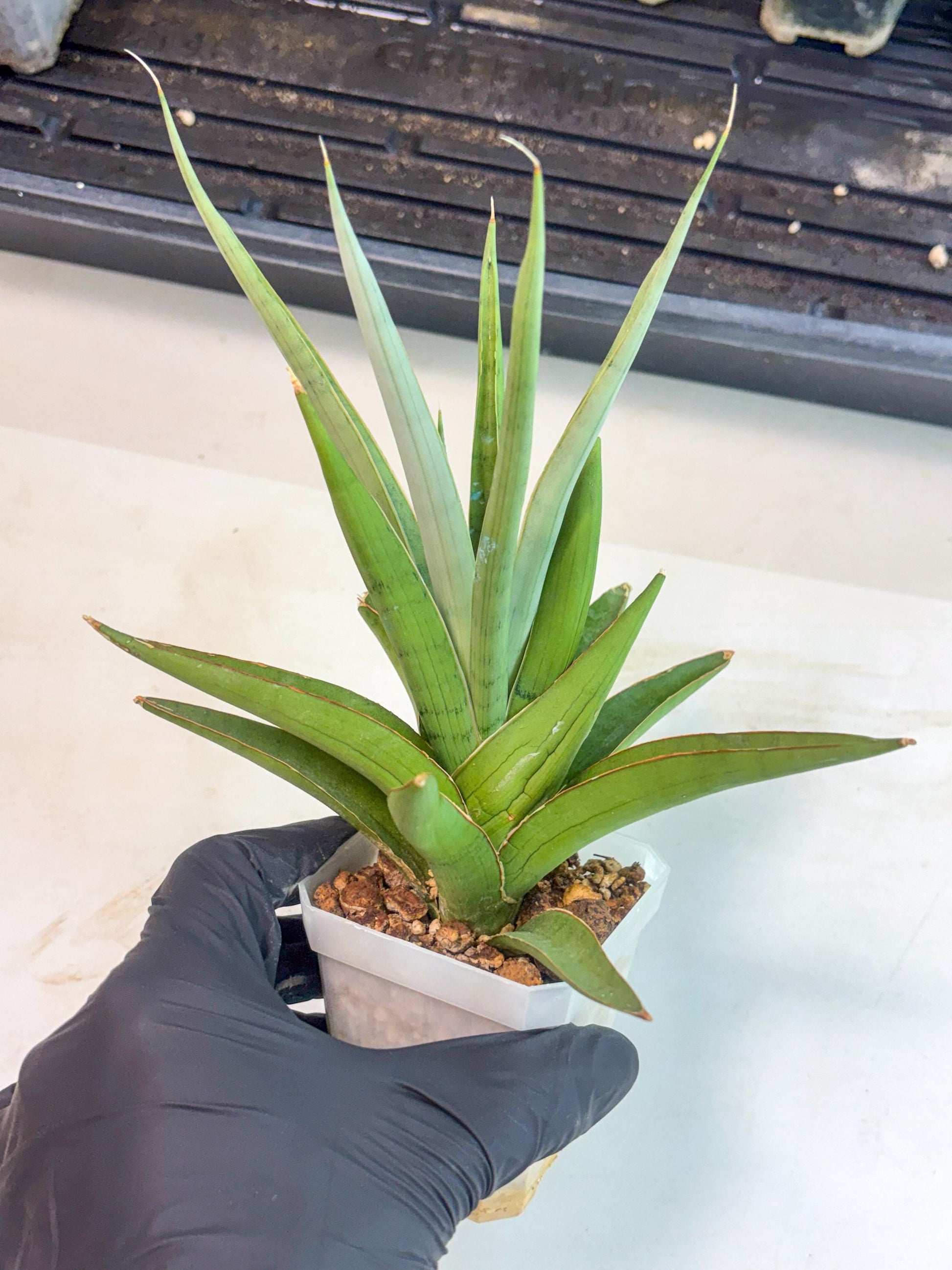 Sansevieria Bai Bid (ca1) (6) | Rare Snake Plant