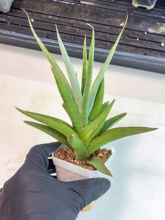 Sansevieria Bai Bid (ca1) (6) | Rare Snake Plant