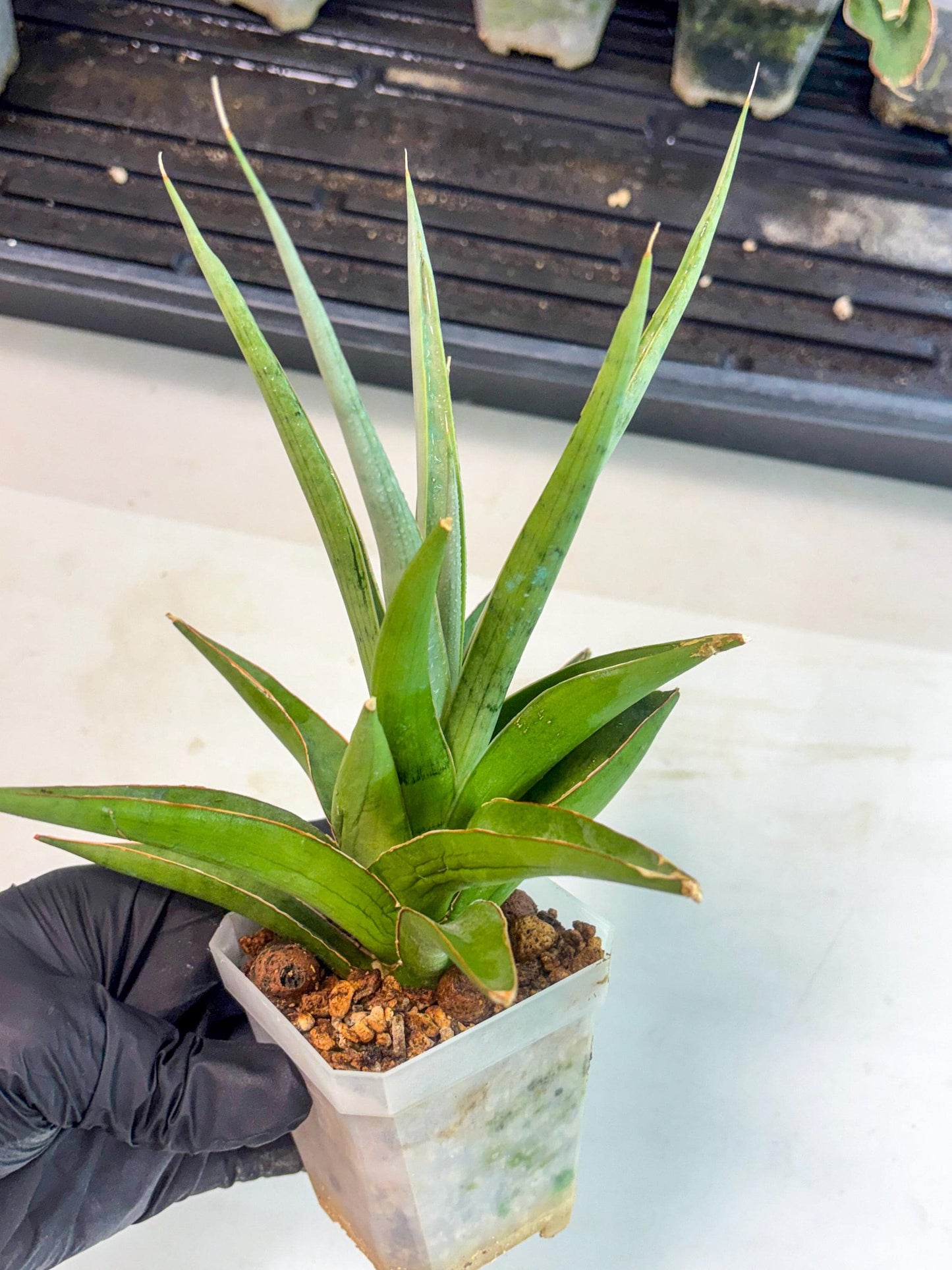 Sansevieria Bai Bid (ca1) (6) | Rare Snake Plant