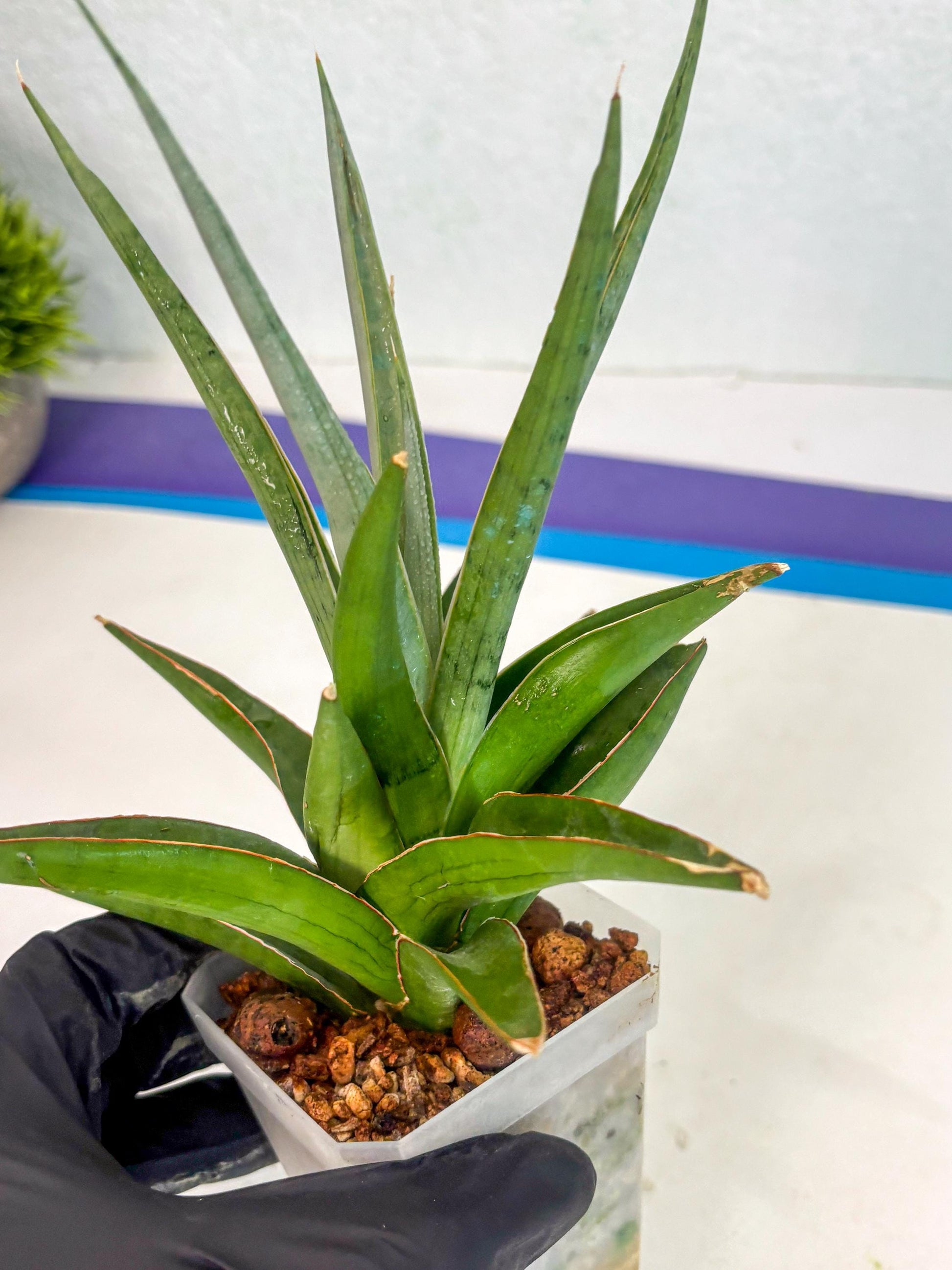 Sansevieria Bai Bid (ca1) (6) | Rare Snake Plant