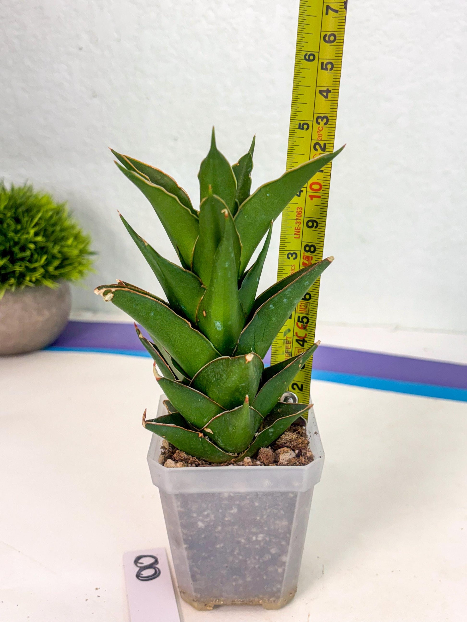 Sansevieria Tower (ca1) (8) | Small DMG