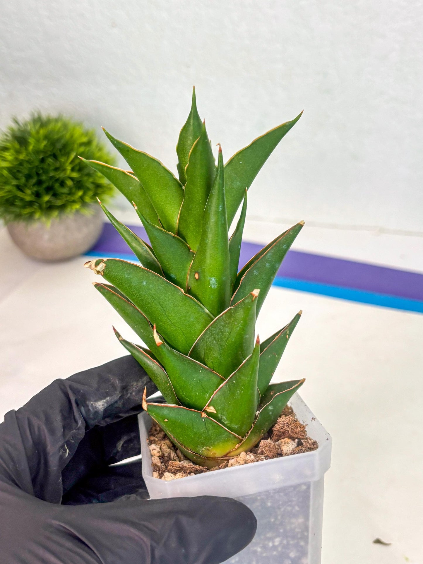 Sansevieria Tower (ca1) (8) | Small DMG