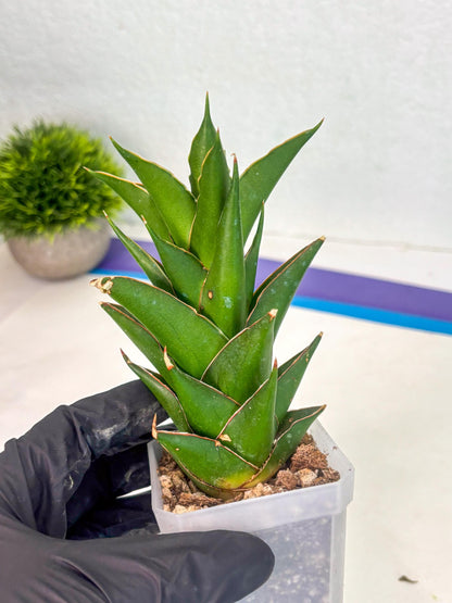 Sansevieria Tower (ca1) (8) | Small DMG