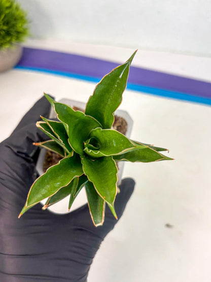 Sansevieria Tower (ca1) (8) | Small DMG