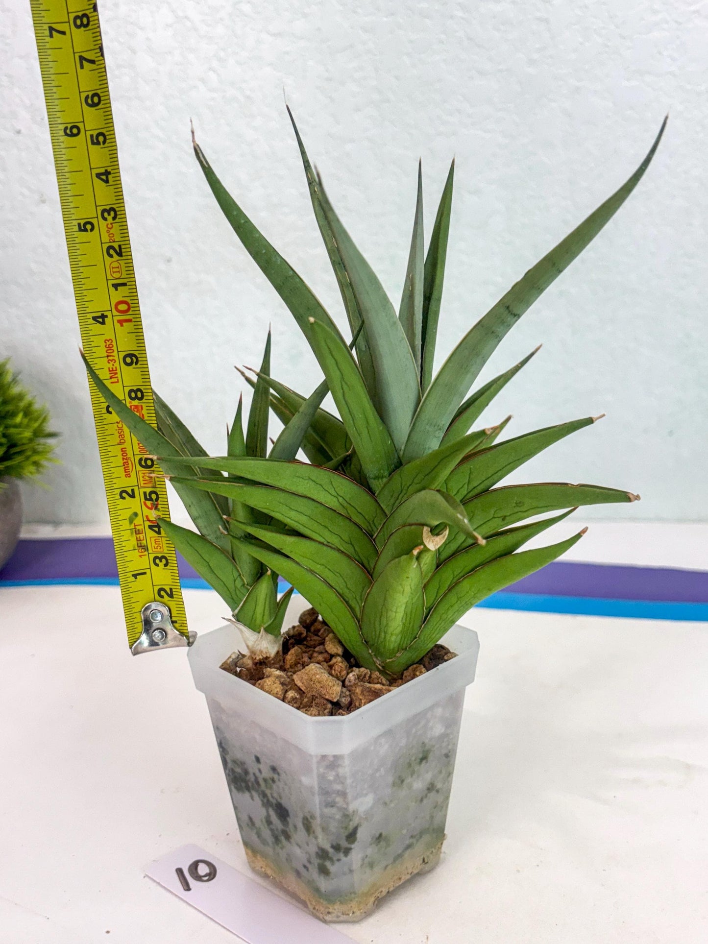 Sansevieria Aura (ca1) (10) | Rare House Plant