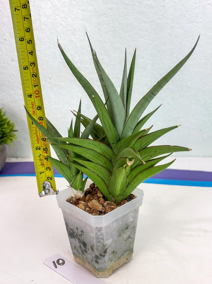 Sansevieria Aura (ca1) (10) | Rare House Plant