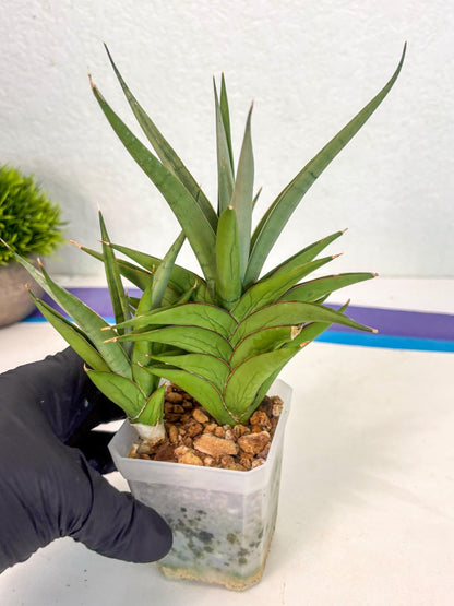 Sansevieria Aura (ca1) (10) | Rare House Plant