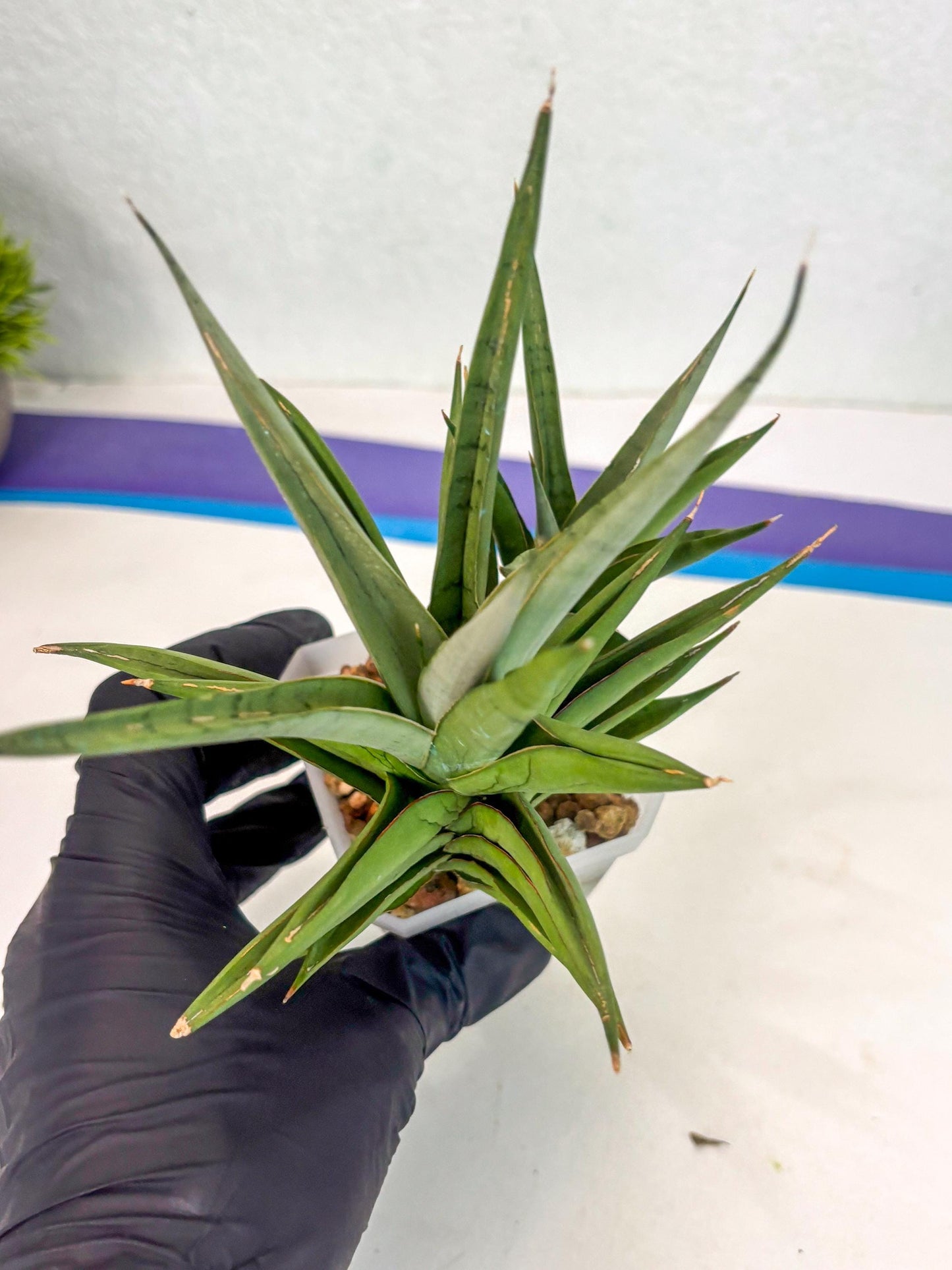 Sansevieria Aura (ca1) (10) | Rare House Plant