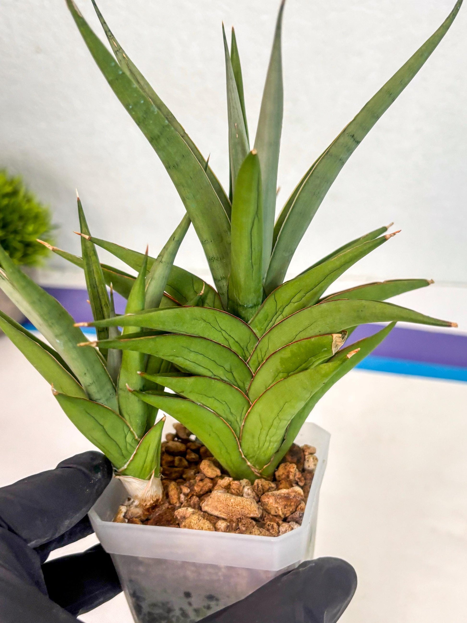 Sansevieria Aura (ca1) (10) | Rare House Plant