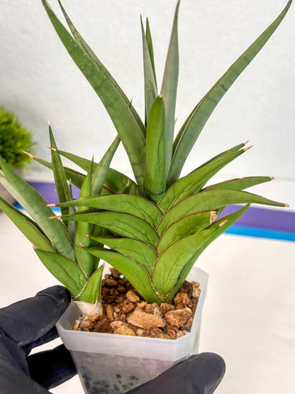 Sansevieria Aura (ca1) (10) | Rare House Plant