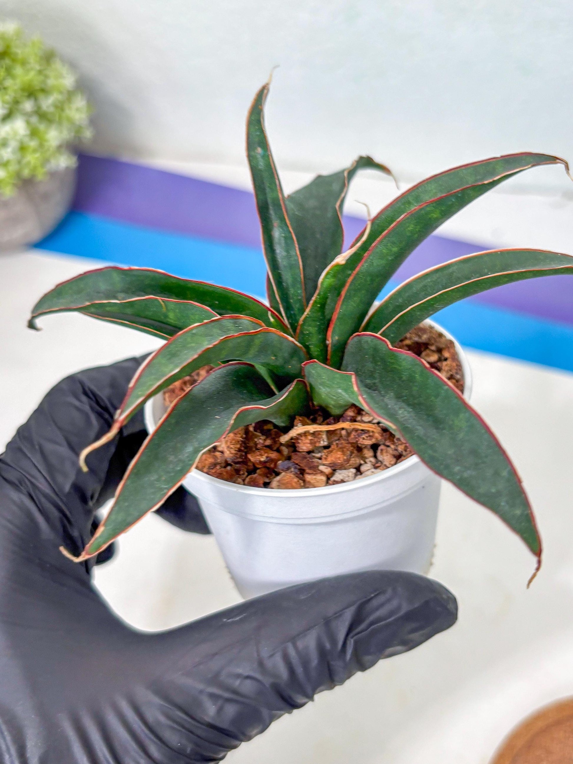 Sansevieria Aethiopica (Ha5) (14) | Imported