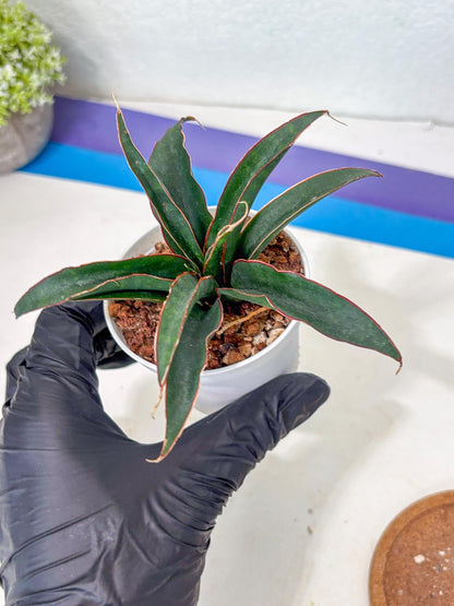 Sansevieria Aethiopica (Ha5) (14) | Imported