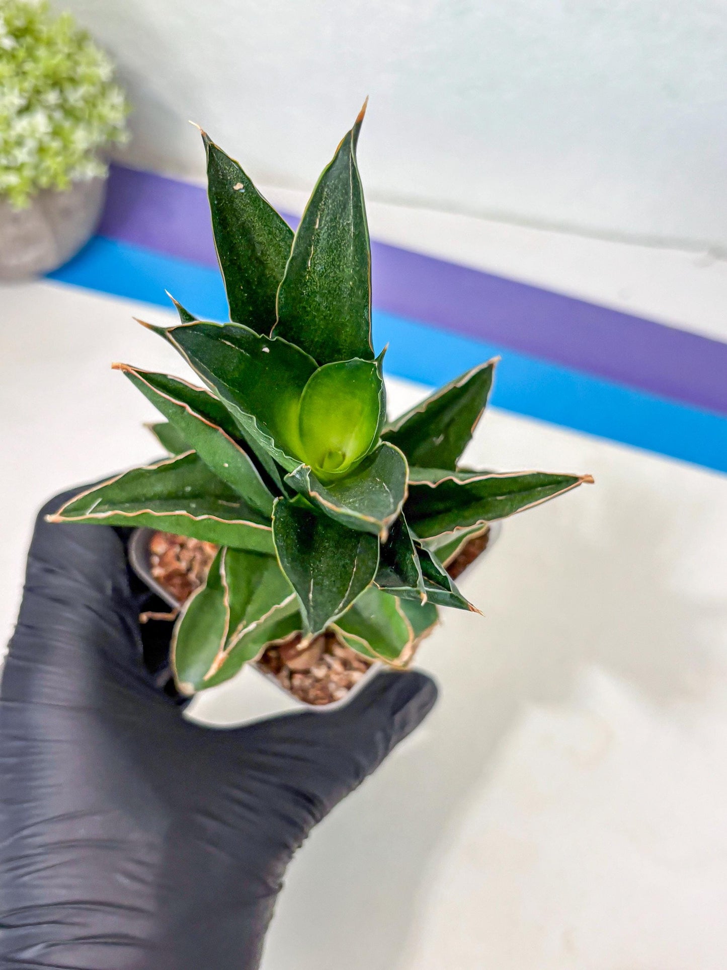 Sansevieria Bonny (Ha5) (15) | Imported