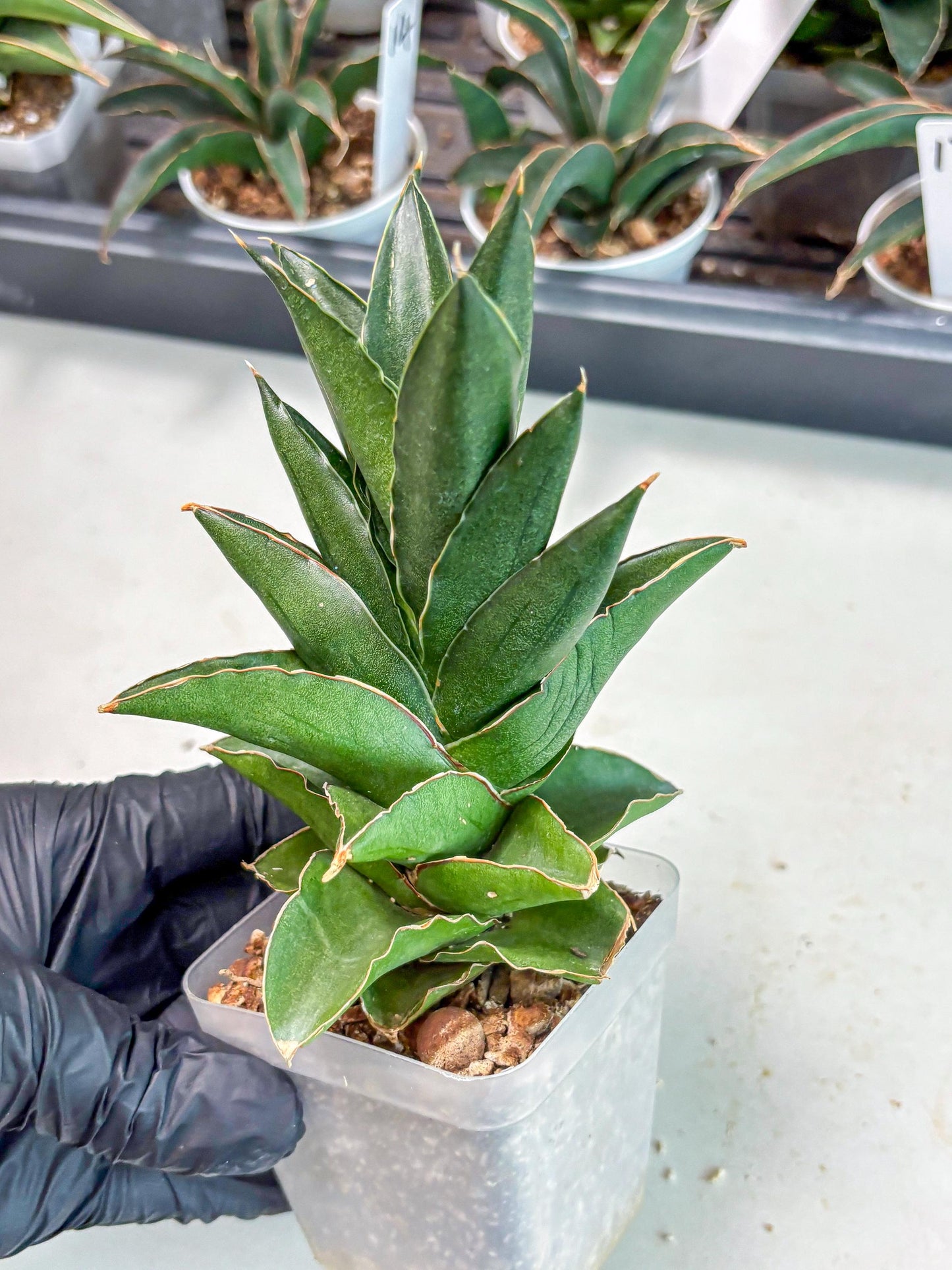 Sansevieria Bonny (Ha5) (15) | Imported