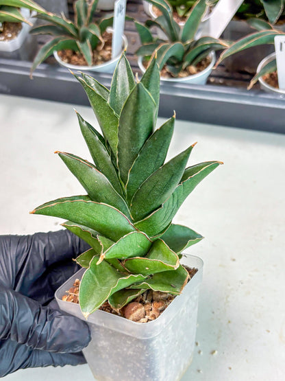 Sansevieria Bonny (Ha5) (15) | Imported