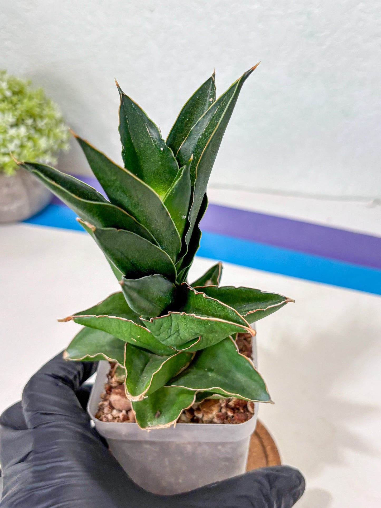 Sansevieria Bonny (Ha5) (15) | Imported