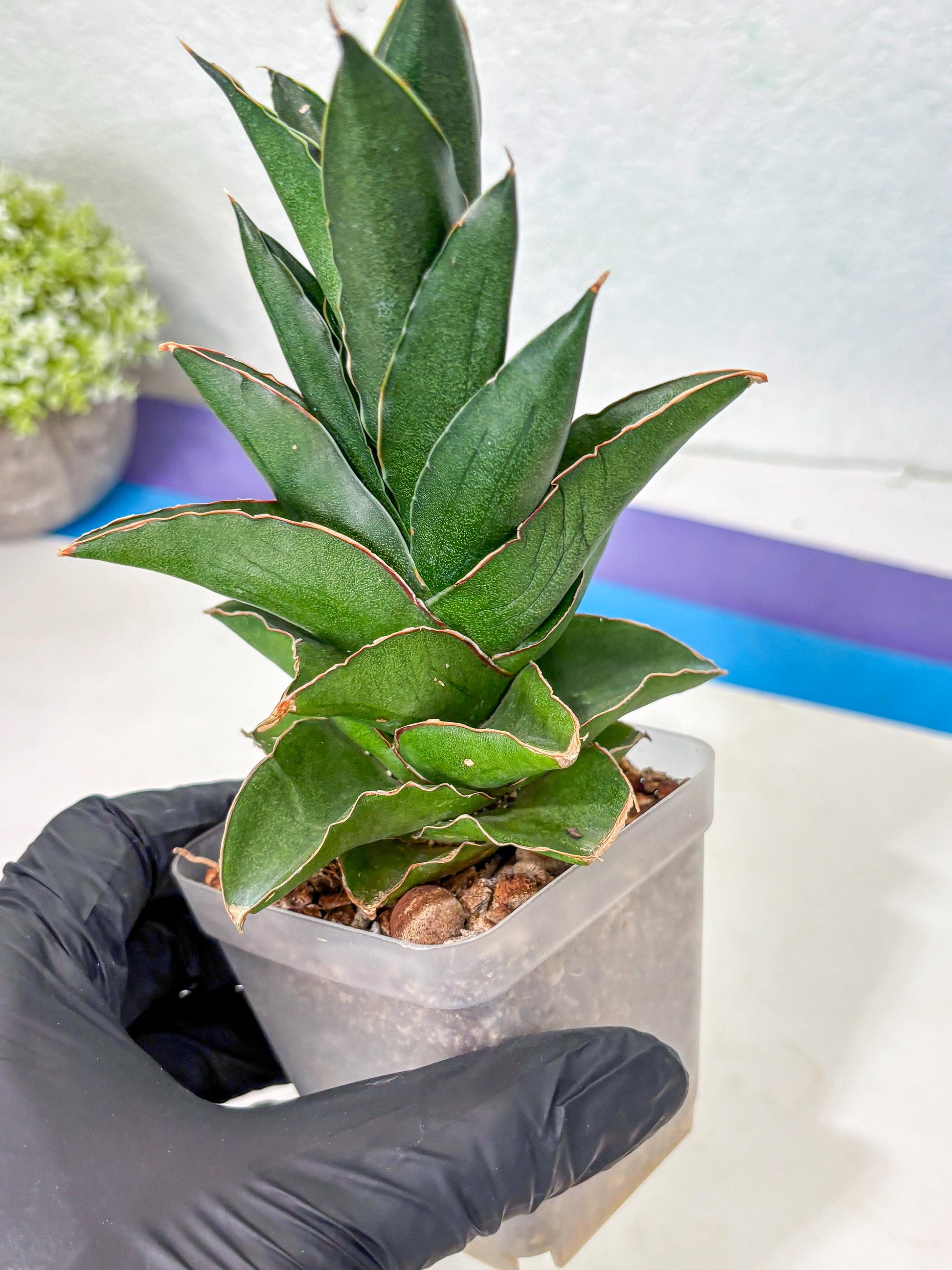 Sansevieria Bonny (Ha5) (15) | Imported