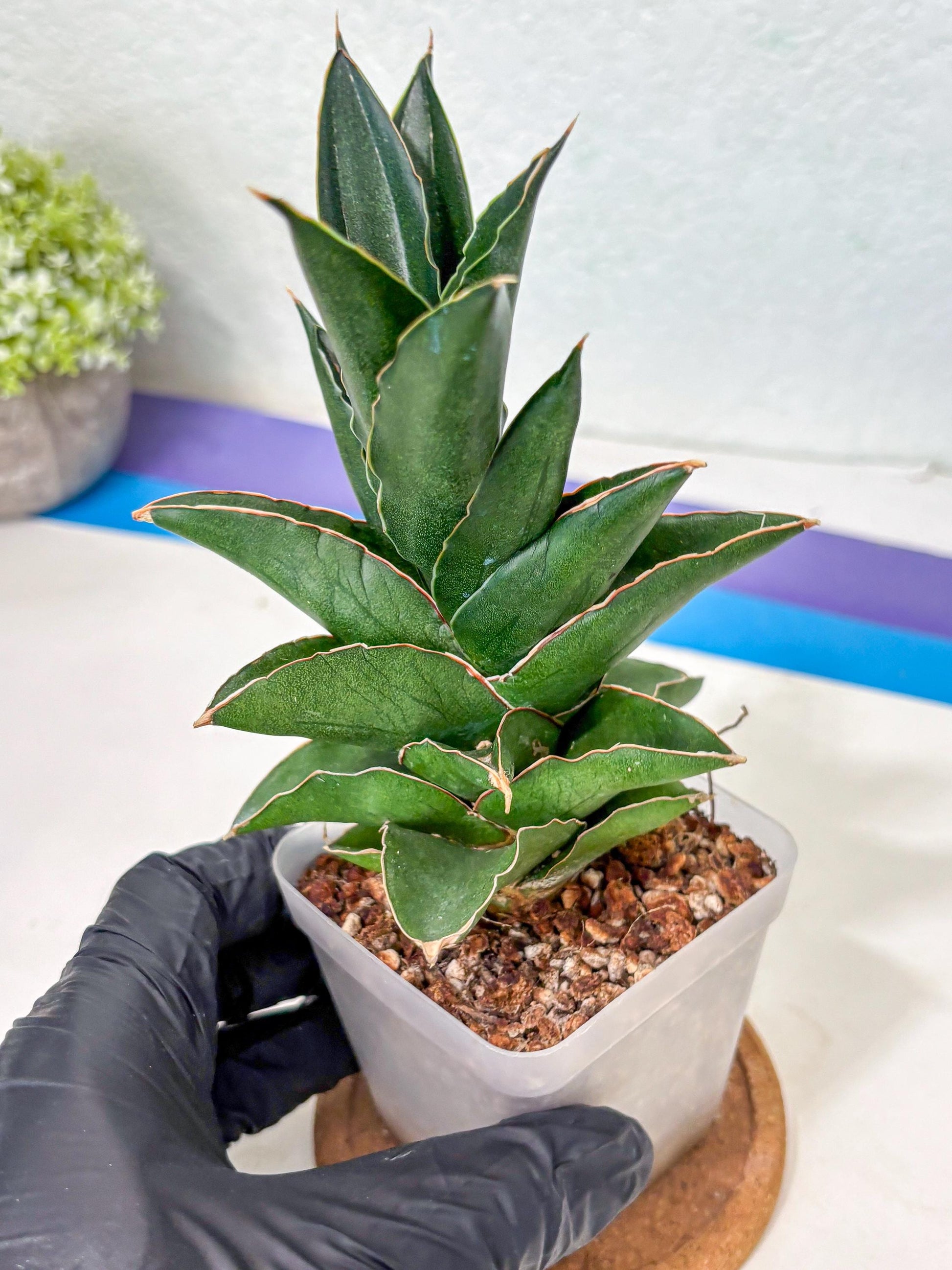 Sansevieria Bonny (Ha5) (15) | Imported