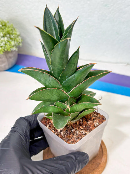 Sansevieria Bonny (Ha5) (15) | Imported