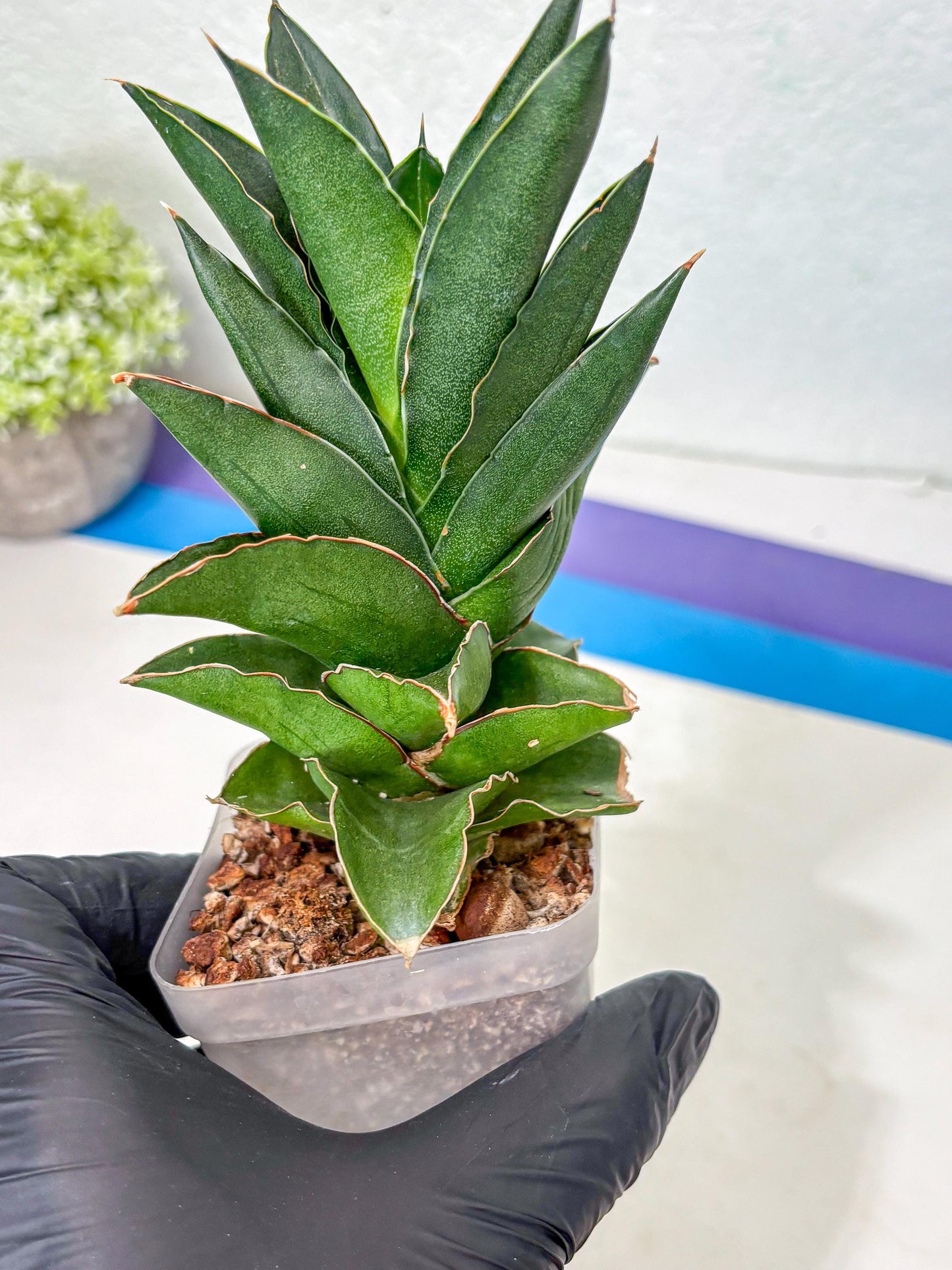 Sansevieria Bonny (Ha5) (15) | Imported