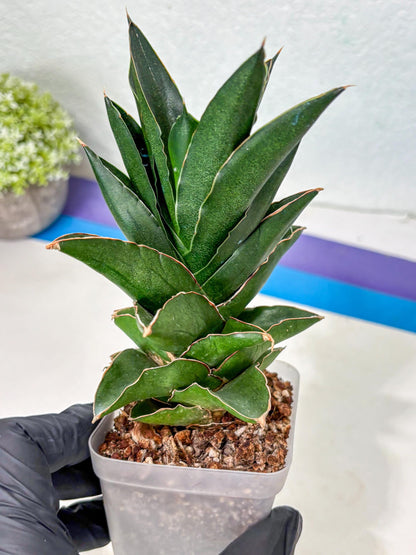 Sansevieria Bonny (Ha5) (15) | Imported