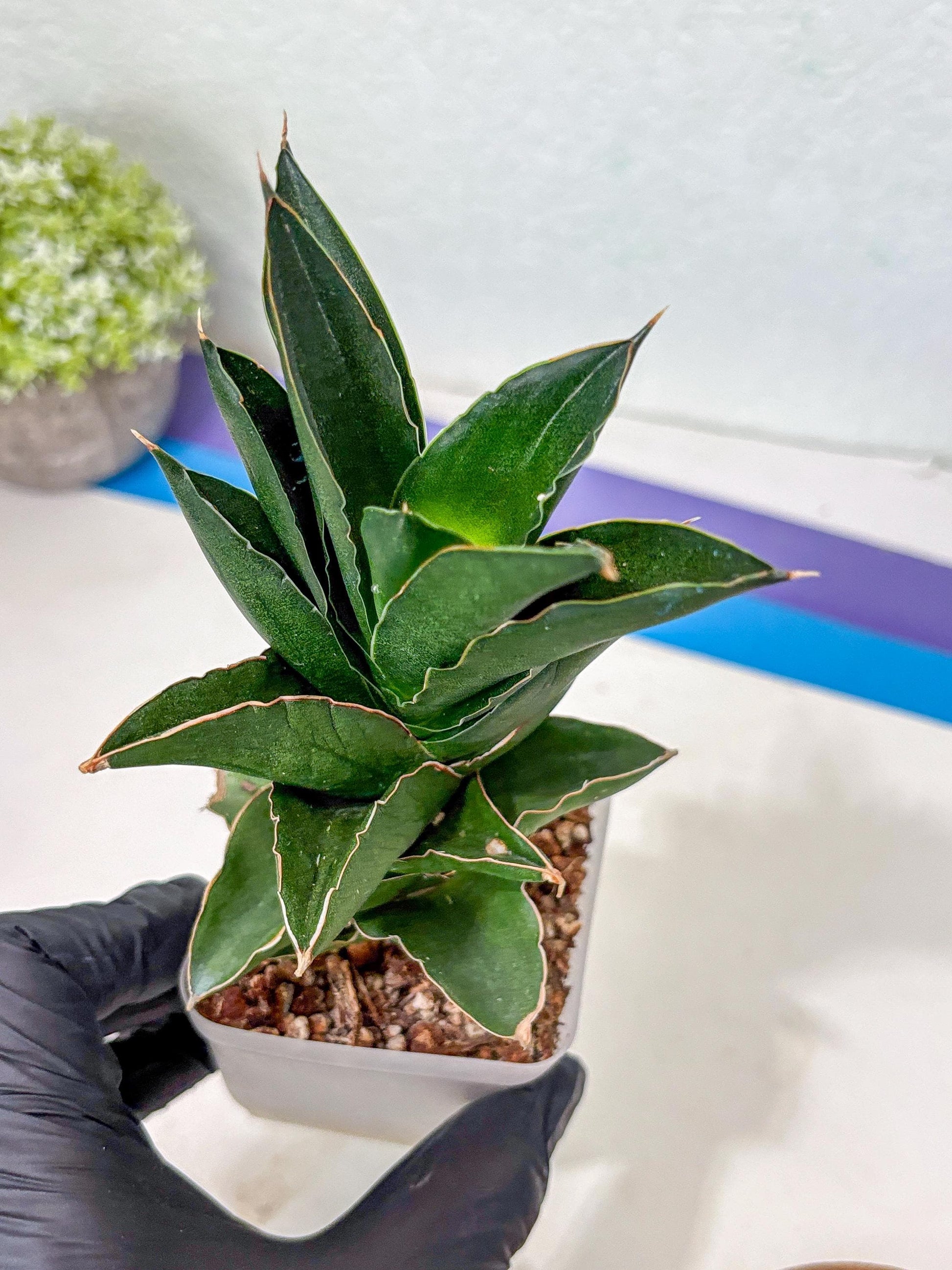 Sansevieria Bonny (Ha5) (15) | Imported