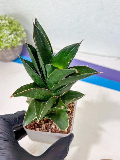 Sansevieria Bonny (Ha5) (15) | Imported