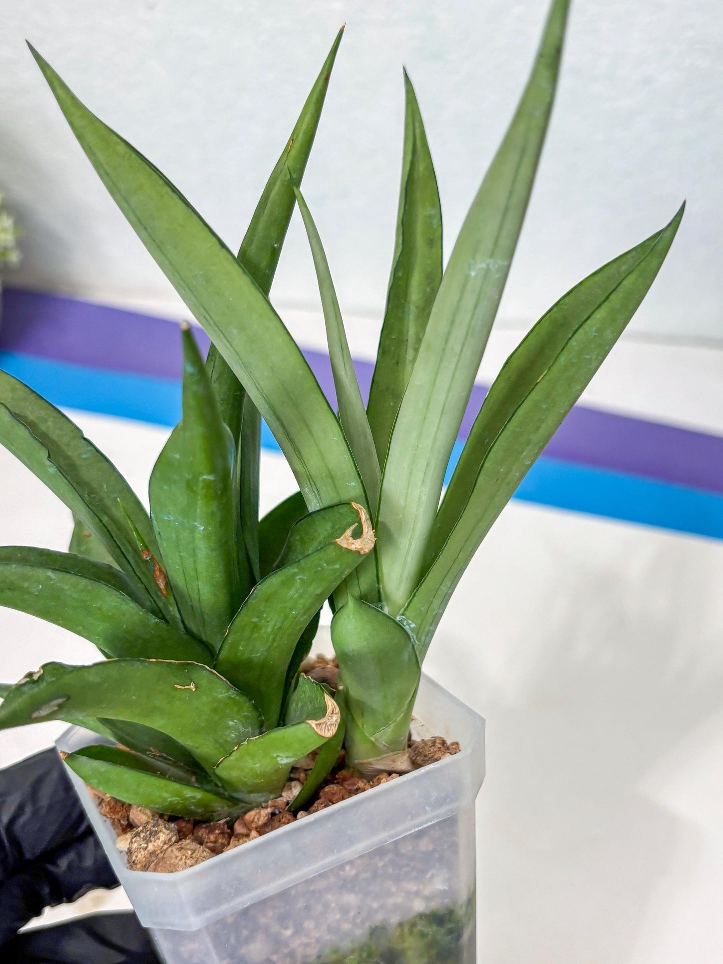 Sansevieria Manee Thewee (Ha2) (10) | Imported