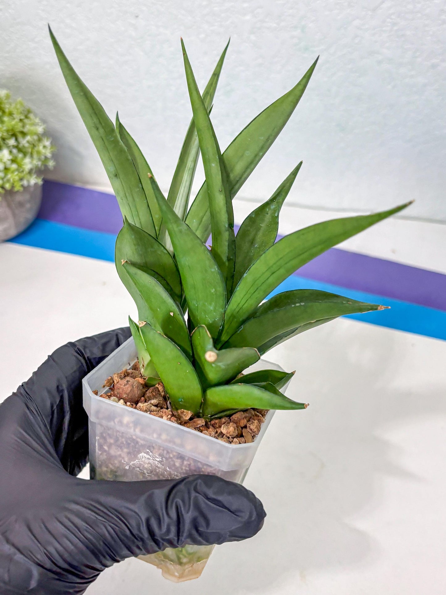 Sansevieria Manee Thewee (Ha2) (10) | Imported