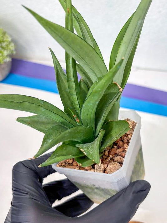 Sansevieria Manee Thewee (Ha2) (10) | Imported